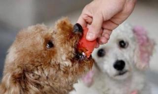 泰迪到底能吃红薯吗 狗狗能吃红薯吗
